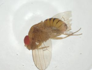  ( - CBG-A32282-C10)  @11 [ ] CreativeCommons - Attribution Share - Alike (2024) Centre for Biodiversity Genomics Centre for Biodiversity Genomics