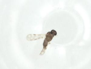  ( - CBG-A32283-H11)  @11 [ ] CreativeCommons - Attribution Share - Alike (2024) Centre for Biodiversity Genomics Centre for Biodiversity Genomics