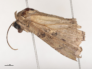  ( - CBG-A46920-A06)  @11 [ ] CreativeCommons - Attribution Share - Alike (2024) CBG Photography Group Centre for Biodiversity Genomics