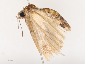  ( - CBG-A46920-A07)  @11 [ ] CreativeCommons - Attribution Share - Alike (2024) CBG Photography Group Centre for Biodiversity Genomics