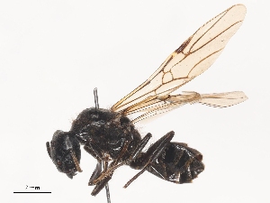  ( - CBG-A46920-E01)  @11 [ ] CreativeCommons - Attribution Share - Alike (2024) CBG Photography Group Centre for Biodiversity Genomics