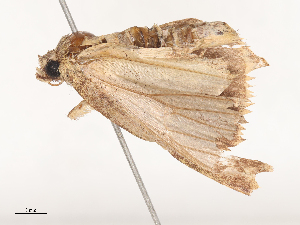  ( - CBG-A46920-F09)  @11 [ ] CreativeCommons - Attribution Share - Alike (2024) CBG Photography Group Centre for Biodiversity Genomics