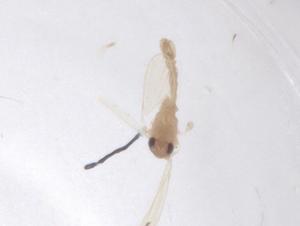  (Micropygomyia pilosa - CBG-A50912-A03)  @11 [ ] CreativeCommons - Attribution Share - Alike (2024) Centre for Biodiversity Genomics Centre for Biodiversity Genomics