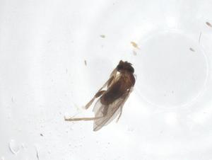  ( - CBG-A50923-H06)  @11 [ ] CreativeCommons - Attribution Share - Alike (2024) Centre for Biodiversity Genomics Centre for Biodiversity Genomics