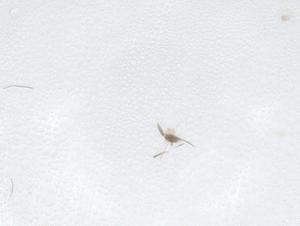  ( - CBG-A50927-D12)  @11 [ ] CreativeCommons - Attribution Share - Alike (2024) Centre for Biodiversity Genomics Centre for Biodiversity Genomics