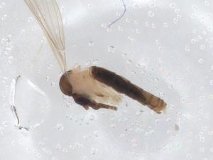  ( - CBG-A50929-C07)  @11 [ ] CreativeCommons - Attribution Share - Alike (2024) Centre for Biodiversity Genomics Centre for Biodiversity Genomics