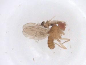  (Drosophila paulistorum - CBG-A50930-A09)  @11 [ ] CreativeCommons - Attribution Share - Alike (2024) Centre for Biodiversity Genomics Centre for Biodiversity Genomics