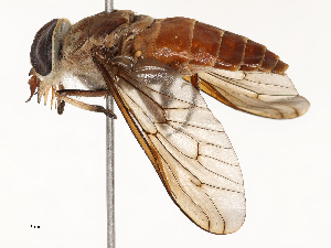 ( - CBG-A65318-H05)  @11 [ ] CreativeCommons - Attribution Share - Alike (2025) CBG Photography Group Centre for Biodiversity Genomics