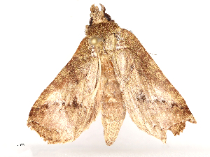  ( - CBG-A65319-A03)  @11 [ ] CreativeCommons - Attribution Share - Alike (2025) CBG Photography Group Centre for Biodiversity Genomics