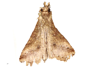  ( - CBG-A65319-A04)  @11 [ ] CreativeCommons - Attribution Share - Alike (2025) CBG Photography Group Centre for Biodiversity Genomics