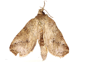  ( - CBG-A65319-A05)  @11 [ ] CreativeCommons - Attribution Share - Alike (2025) CBG Photography Group Centre for Biodiversity Genomics