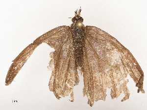  ( - CBG-A65319-A08)  @11 [ ] CreativeCommons - Attribution Share - Alike (2025) CBG Photography Group Centre for Biodiversity Genomics