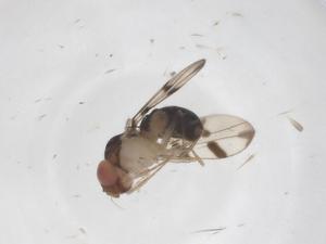  (Mycodrosophila elegans - CBG-A66021-A02)  @11 [ ] CreativeCommons - Attribution Share - Alike (2025) Centre for Biodiversity Genomics Centre for Biodiversity Genomics