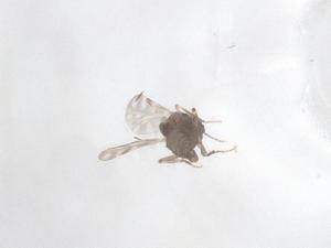  (Culicoides glabellus - CBG-A66027-H03)  @11 [ ] CreativeCommons - Attribution Share - Alike (2025) Centre for Biodiversity Genomics Centre for Biodiversity Genomics