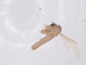  (Micropygomyia trinidadensis - CBG-A66122-C10)  @11 [ ] CreativeCommons - Attribution Share - Alike (2025) Centre for Biodiversity Genomics Centre for Biodiversity Genomics