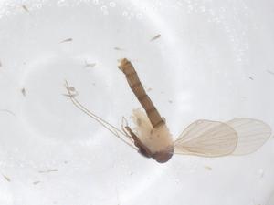  ( - CBG-A66124-C06)  @11 [ ] CreativeCommons - Attribution Share - Alike (2025) Centre for Biodiversity Genomics Centre for Biodiversity Genomics