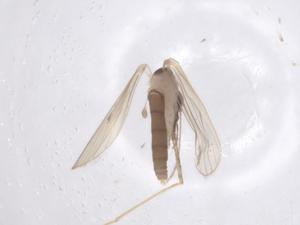  ( - CBG-A66137-F10)  @11 [ ] CreativeCommons - Attribution Share - Alike (2025) Centre for Biodiversity Genomics Centre for Biodiversity Genomics