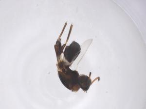  ( - CBG-A66140-A04)  @11 [ ] CreativeCommons - Attribution Share - Alike (2025) Centre for Biodiversity Genomics Centre for Biodiversity Genomics