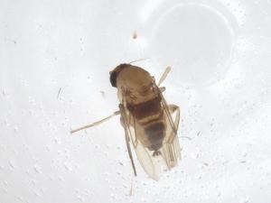  ( - CBG-A66144-C12)  @11 [ ] CreativeCommons - Attribution Share - Alike (2025) Centre for Biodiversity Genomics Centre for Biodiversity Genomics