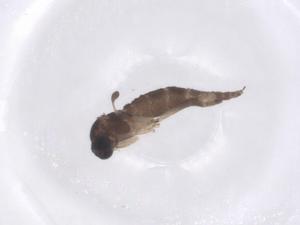  ( - CBG-A66145-C07)  @11 [ ] CreativeCommons - Attribution Share - Alike (2025) Centre for Biodiversity Genomics Centre for Biodiversity Genomics