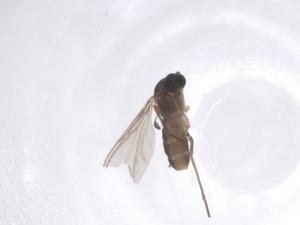  ( - CBG-A66145-E12)  @11 [ ] CreativeCommons - Attribution Share - Alike (2025) Centre for Biodiversity Genomics Centre for Biodiversity Genomics