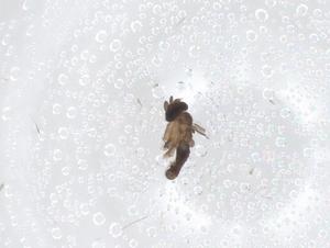  ( - CBG-A66152-D08)  @11 [ ] CreativeCommons - Attribution Share - Alike (2025) Centre for Biodiversity Genomics Centre for Biodiversity Genomics