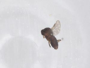  ( - CBG-A66162-D07)  @11 [ ] CreativeCommons - Attribution Share - Alike (2025) Centre for Biodiversity Genomics Centre for Biodiversity Genomics