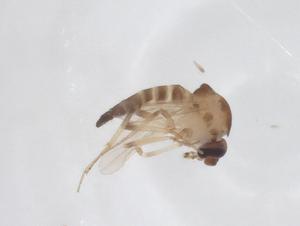  ( - CBG-A66175-C08)  @11 [ ] CreativeCommons - Attribution Share - Alike (2025) Centre for Biodiversity Genomics Centre for Biodiversity Genomics