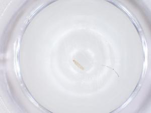  ( - CBG-A66175-F05)  @11 [ ] CreativeCommons - Attribution Share - Alike (2025) Centre for Biodiversity Genomics Centre for Biodiversity Genomics