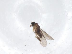  ( - CBG-A66178-F12)  @11 [ ] CreativeCommons - Attribution Share - Alike (2025) Centre for Biodiversity Genomics Centre for Biodiversity Genomics