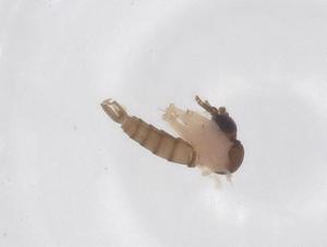  (Bichromomyia - CBG-A66703-E06)  @11 [ ] CreativeCommons - Attribution Share - Alike (2025) Centre for Biodiversity Genomics Centre for Biodiversity Genomics