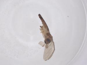  ( - CBG-A66718-A03)  @11 [ ] CreativeCommons - Attribution Share - Alike (2025) Centre for Biodiversity Genomics Centre for Biodiversity Genomics