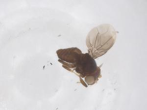  ( - CBG-A66719-B06)  @11 [ ] CreativeCommons - Attribution Share - Alike (2025) Centre for Biodiversity Genomics Centre for Biodiversity Genomics