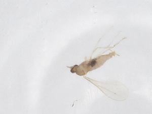  ( - CBG-A66722-D06)  @11 [ ] CreativeCommons - Attribution Share - Alike (2025) Centre for Biodiversity Genomics Centre for Biodiversity Genomics