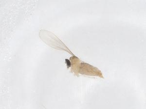  ( - CBG-A66722-E04)  @11 [ ] CreativeCommons - Attribution Share - Alike (2025) Centre for Biodiversity Genomics Centre for Biodiversity Genomics