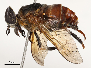  ( - CBG-A66971-A07)  @11 [ ] CreativeCommons - Attribution Share - Alike (2025) CBG Photography Group Centre for Biodiversity Genomics