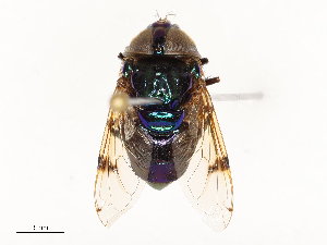  ( - CBG-A66971-C01)  @11 [ ] CreativeCommons - Attribution Share - Alike (2025) CBG Photography Group Centre for Biodiversity Genomics