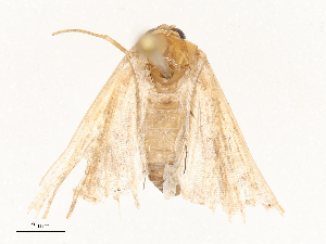  (Salia anthippe - CBG-A67101-B09)  @11 [ ] CreativeCommons - Attribution Share - Alike (2025) CBG Photography Group Centre for Biodiversity Genomics