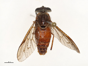  ( - CBG-A67101-E09)  @11 [ ] CreativeCommons - Attribution Share - Alike (2025) CBG Photography Group Centre for Biodiversity Genomics