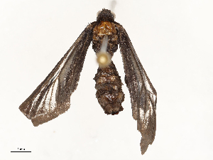  ( - CBG-A67101-F05)  @11 [ ] CreativeCommons - Attribution Share - Alike (2025) CBG Photography Group Centre for Biodiversity Genomics