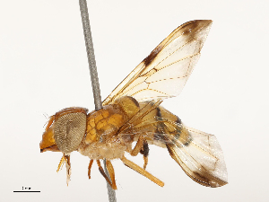  ( - CBG-A67102-E07)  @11 [ ] CreativeCommons - Attribution Share - Alike (2025) CBG Photography Group Centre for Biodiversity Genomics