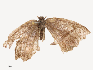  ( - CBG-A67102-G11)  @11 [ ] CreativeCommons - Attribution Share - Alike (2025) CBG Photography Group Centre for Biodiversity Genomics