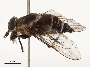  ( - CBG-A67104-F03)  @11 [ ] CreativeCommons - Attribution Share - Alike (2025) CBG Photography Group Centre for Biodiversity Genomics