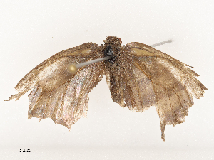  ( - CBG-A67105-B08)  @11 [ ] CreativeCommons - Attribution Share - Alike (2025) CBG Photography Group Centre for Biodiversity Genomics