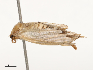  ( - CBG-A67105-C06)  @11 [ ] CreativeCommons - Attribution Share - Alike (2025) CBG Photography Group Centre for Biodiversity Genomics