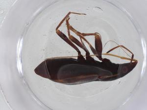  (Myocara - CBG-A12855-G03)  @11 [ ] CreativeCommons - Attribution Share - Alike (2023) Centre for Biodiversity Genomics Centre for Biodiversity Genomics