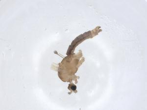  ( - CBG-A12939-D07)  @11 [ ] CreativeCommons - Attribution Share - Alike (2023) Centre for Biodiversity Genomics Centre for Biodiversity Genomics