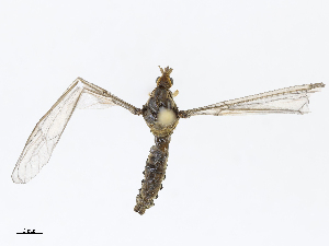  ( - CBG-A13353-B08)  @11 [ ] CreativeCommons - Attribution Share - Alike (2023) CBG Photography Group Centre for Biodiversity Genomics