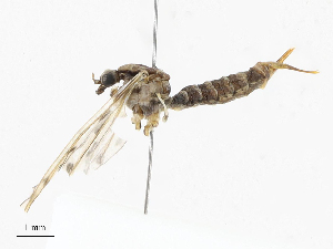  ( - CBG-A13354-D06)  @11 [ ] CreativeCommons - Attribution Share - Alike (2023) CBG Photography Group Centre for Biodiversity Genomics