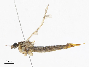  ( - CBG-A13354-D07)  @11 [ ] CreativeCommons - Attribution Share - Alike (2023) CBG Photography Group Centre for Biodiversity Genomics